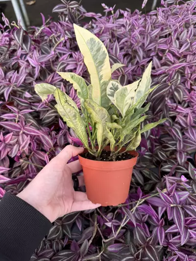 plant/Croton Tamara 4” Pot Growers Choice-3-thumbnail