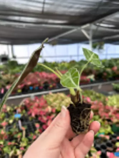plant/Alocasia Watsoniana Glossy Starter Plant Growers Choice P1-2-thumbnail