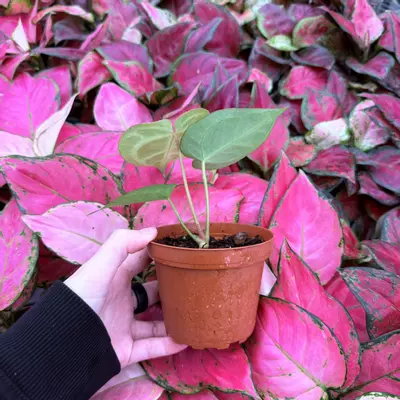 plant/Anthurium Crystallinum Cracklin Veins x Magnificum 4” pot Growers Choice-1-thumbnail