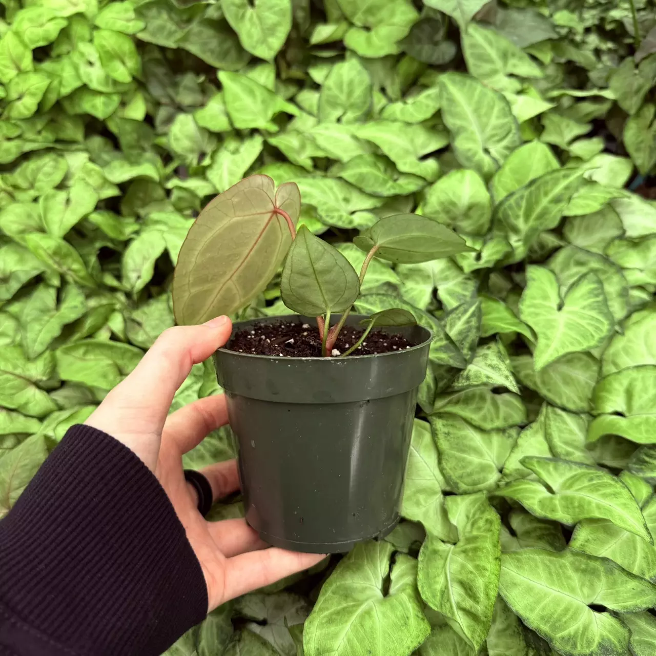 plant/Anthurium Wonderboy x Fairchild Tropical Gardens 4” pot Growers Choice-1