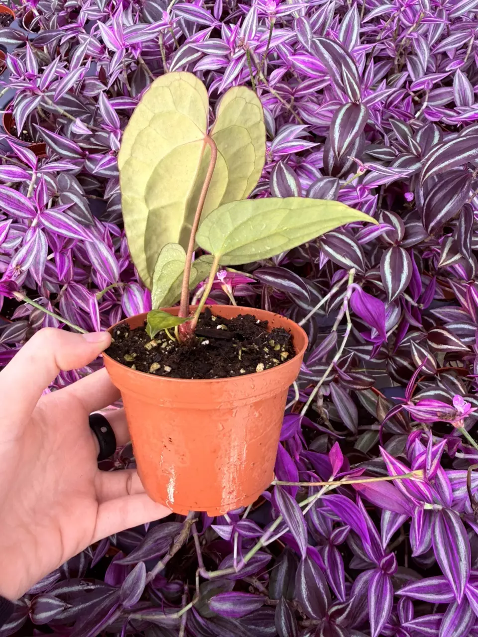 plant/Anthurium KOS Hybrid 4” pot Growers Choice-1