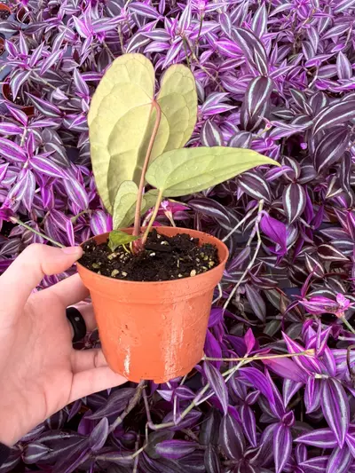 plant/Anthurium KOS Hybrid 4” pot Growers Choice-1-thumbnail