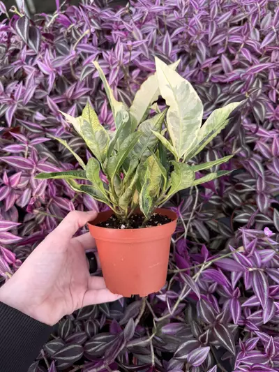 plant/Croton Tamara 4” Pot Growers Choice-2-thumbnail