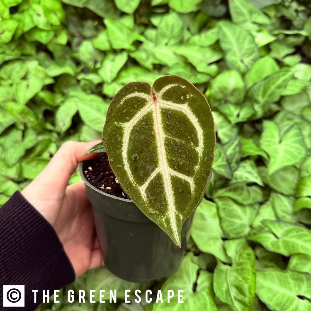 plant/Anthurium Wonderboy x Fairchild Tropical Gardens 4” pot Growers Choice-0