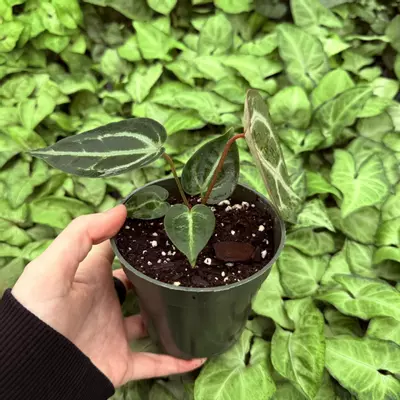 plant/Anthurium Wonderboy x Fairchild Tropical Gardens 4” pot Growers Choice-4-thumbnail