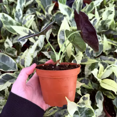 plant/Alocasia Watsoniana Glossy 4” Pot Growers Choice-4-thumbnail