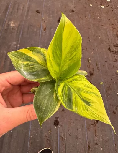 plant/Musa aurea dwarf cavendish banana starter plant growers choice-2-thumbnail