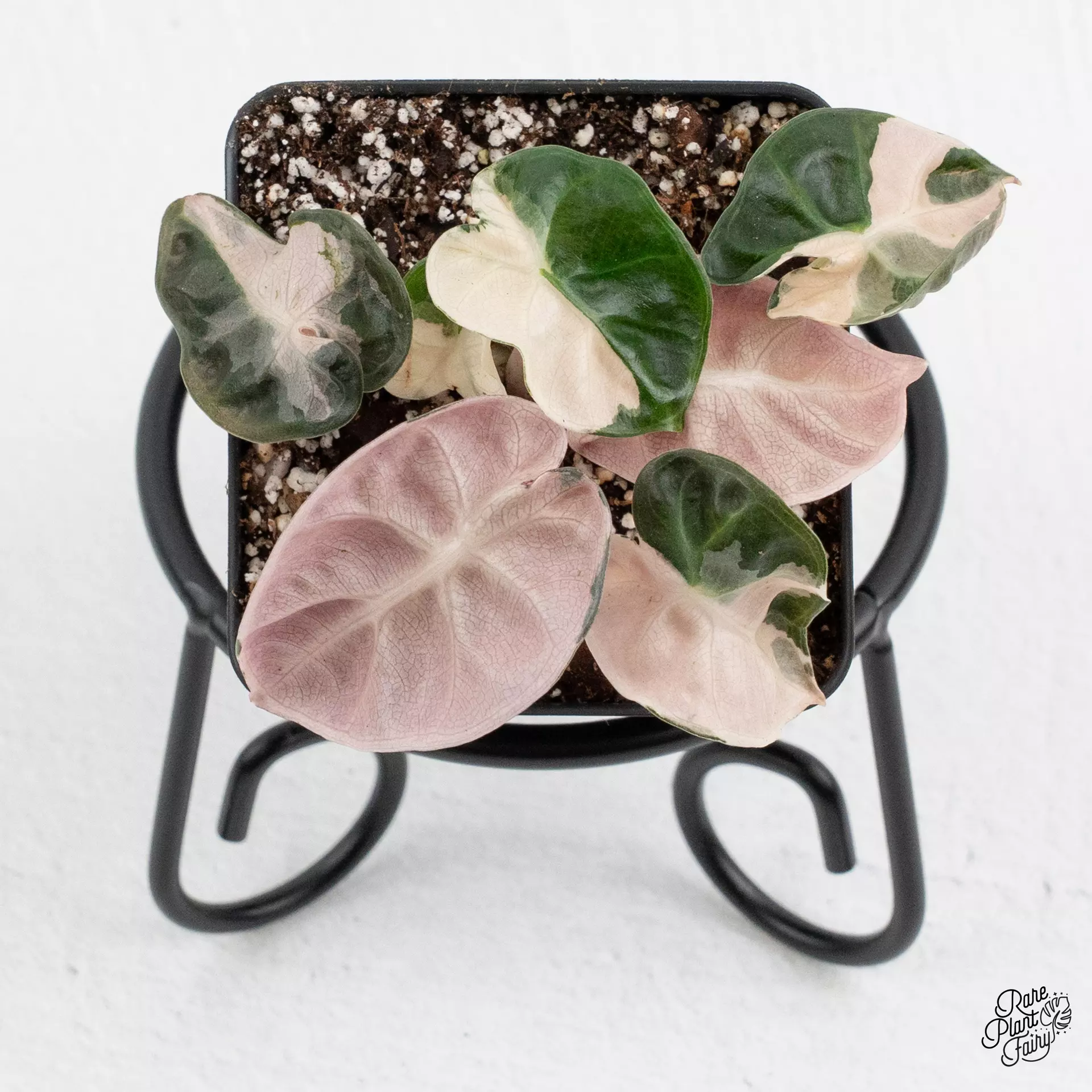 plant/Alocasia 'Balloon Heart' Pink Variegated *Grower's choice*-0