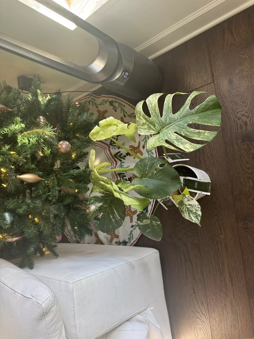 plant/Monstera Mint XL 6”-1