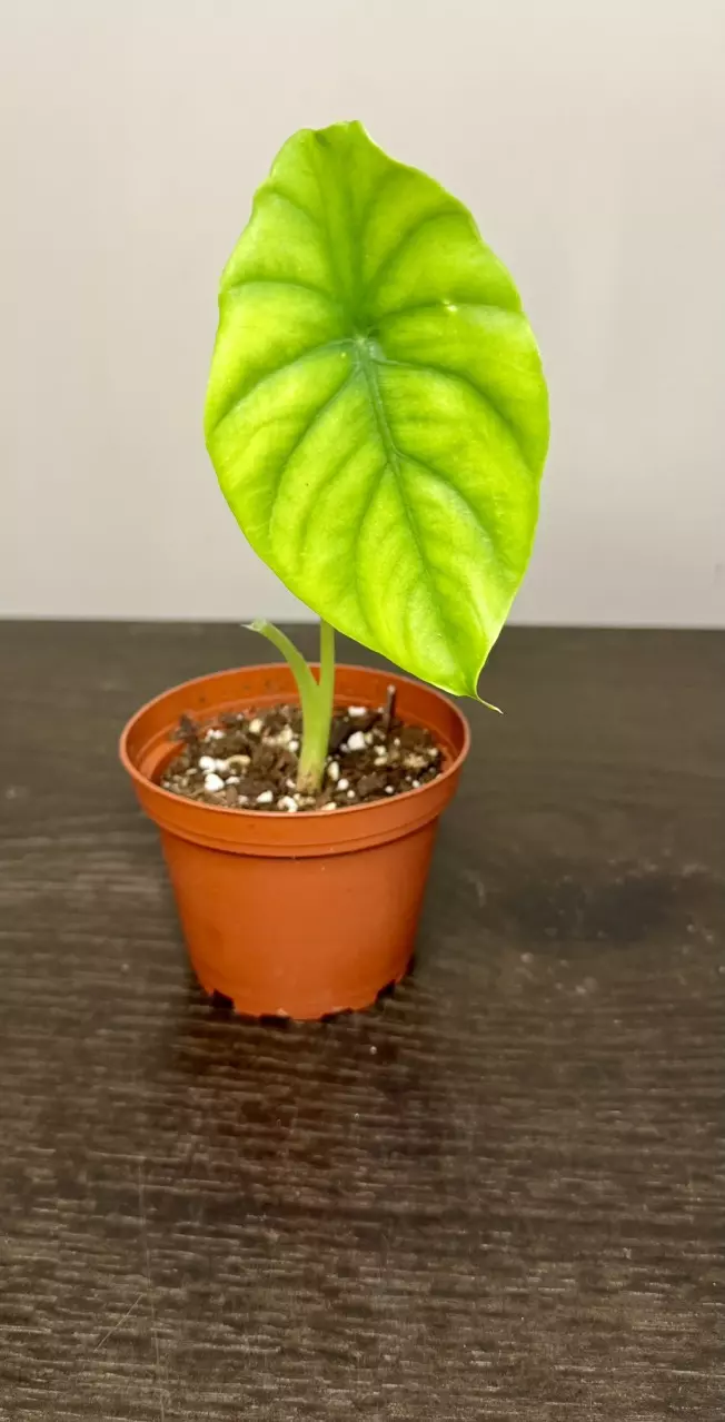 plant/Alocasia Green Shield-0