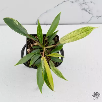 plant/Philodendron Joepii variegated *Grower's choice*-0-thumbnail