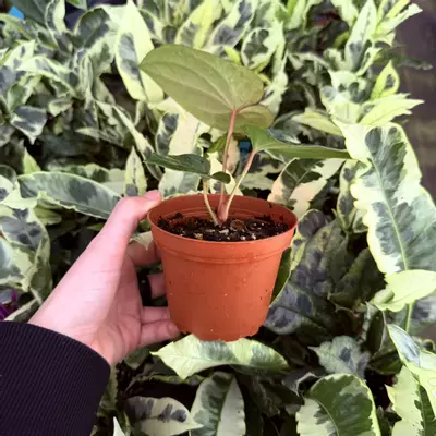 plant/Anthurium Green Dark Phoenix 4” pot Growers choice-2-thumbnail