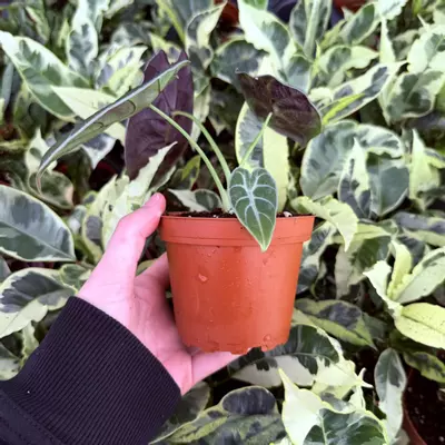 plant/Alocasia Watsoniana Glossy 4” Pot Growers Choice-2-thumbnail