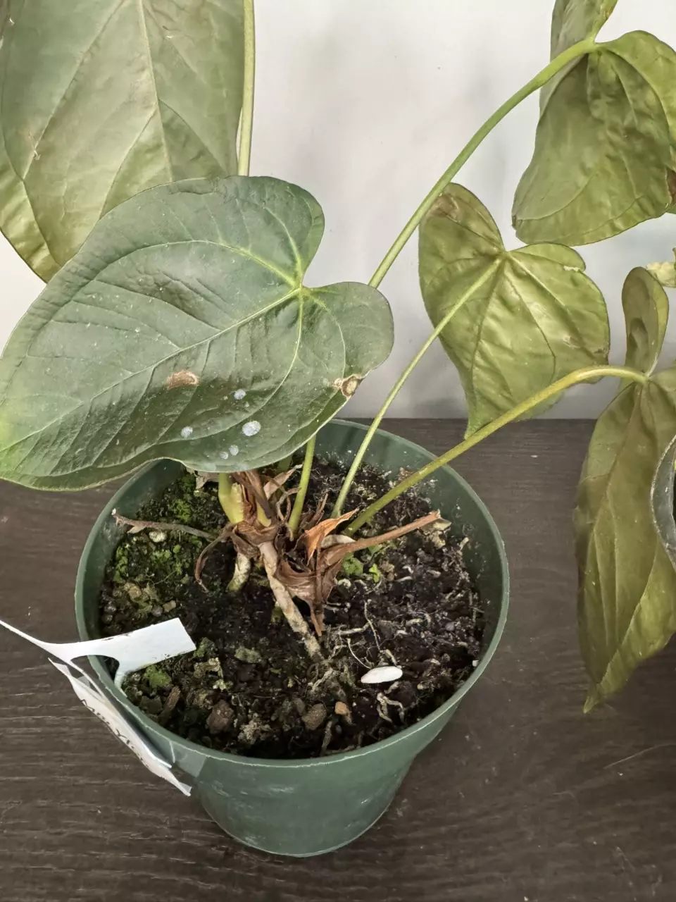 plant/Anthurium Queen of Hearts multi plant pot-1