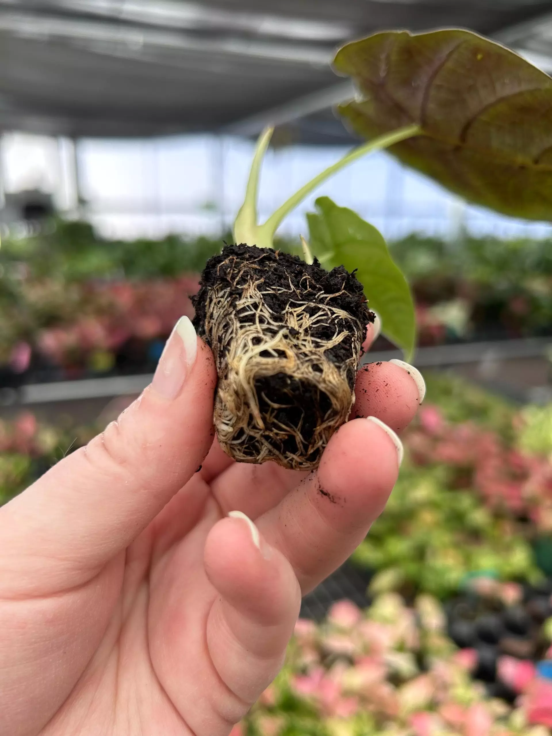 plant/Alocasia Watsoniana Glossy Starter Plant Growers Choice P1-16