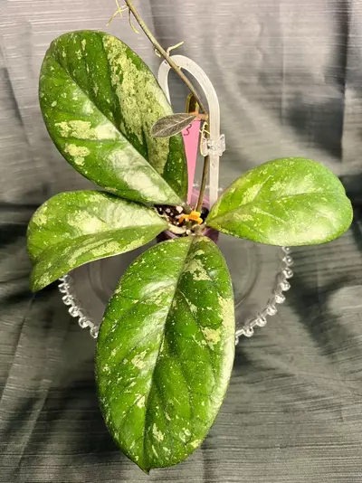 plant/013.  H. patchalarwalai seedling selection-1-thumbnail