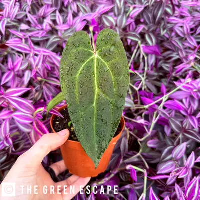 plant/Anthurium KOS Hybrid 4” pot Growers Choice-0-thumbnail