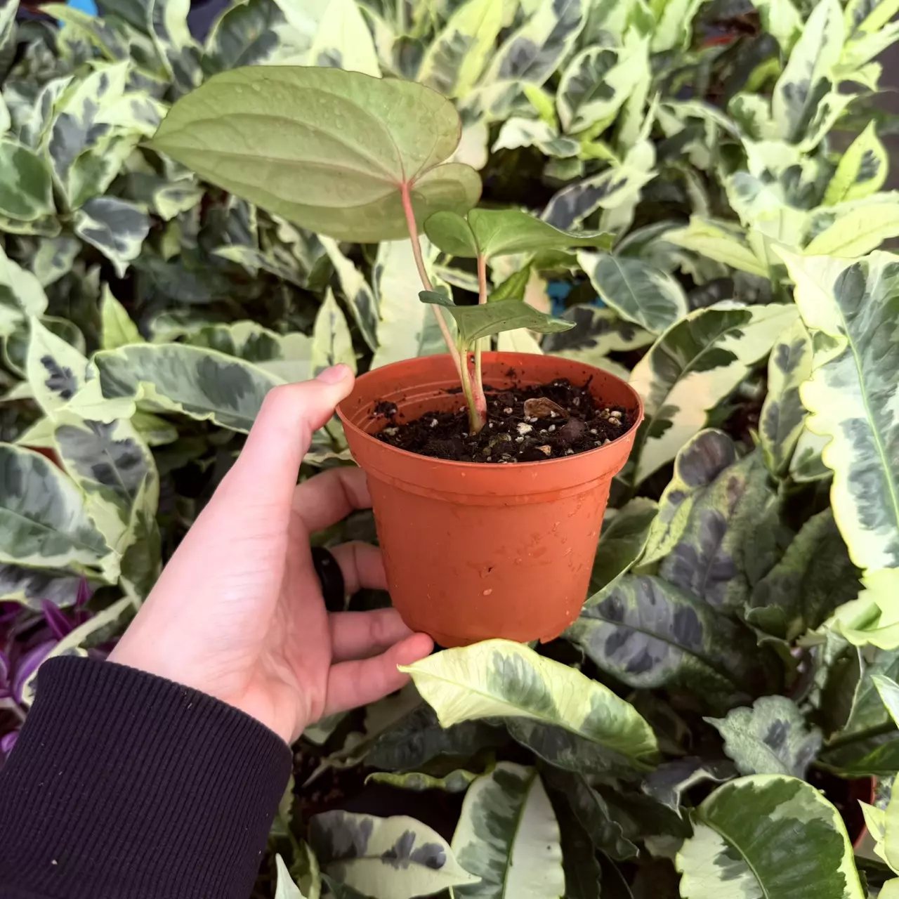 plant/Anthurium Green Dark Phoenix 4” pot Growers choice-1