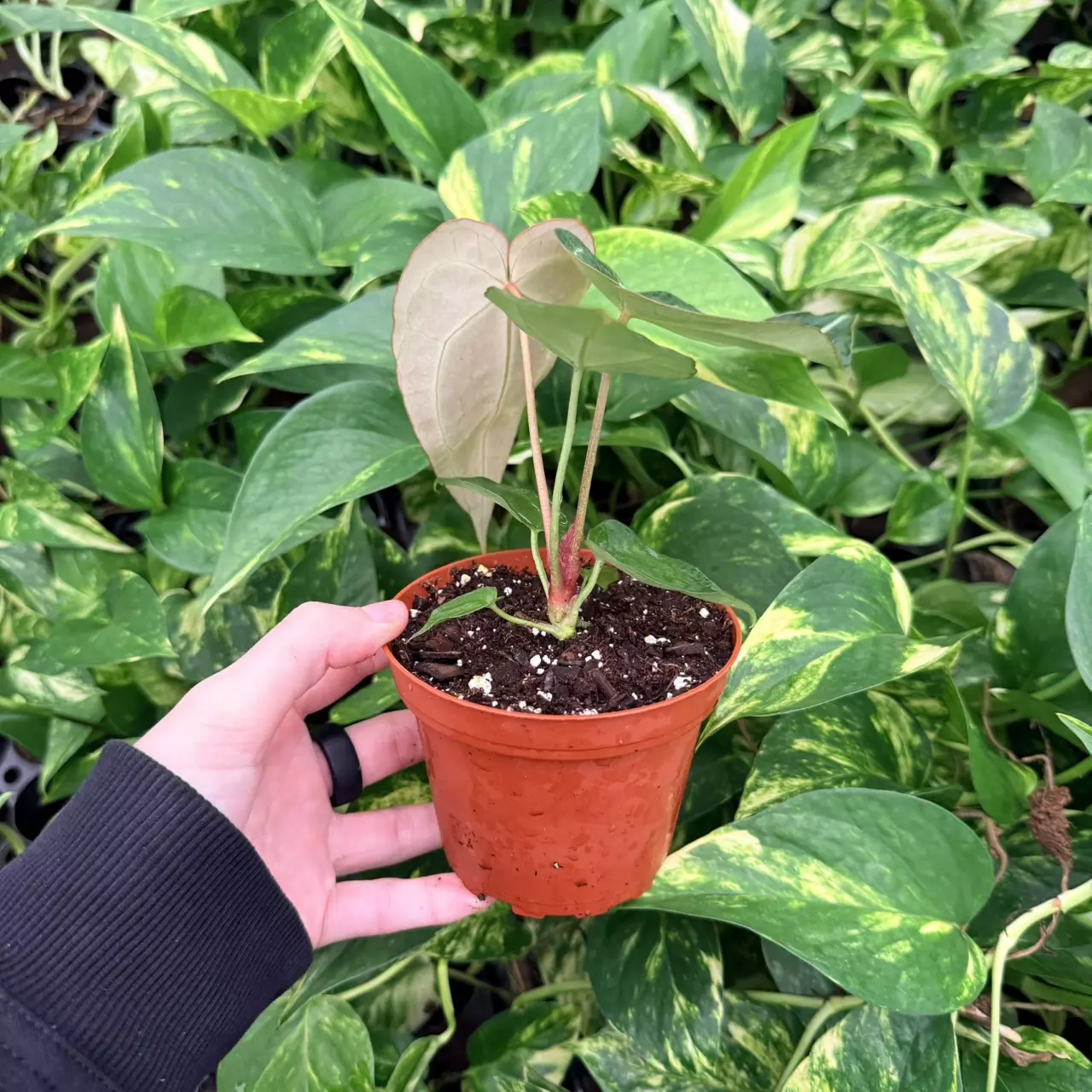 plant/Anthurium Magnificum x Papillilaminum 4” pot Growers Choice-1