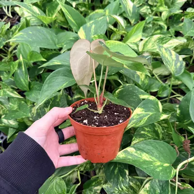 plant/Anthurium Magnificum x Papillilaminum 4” pot Growers Choice-1-thumbnail