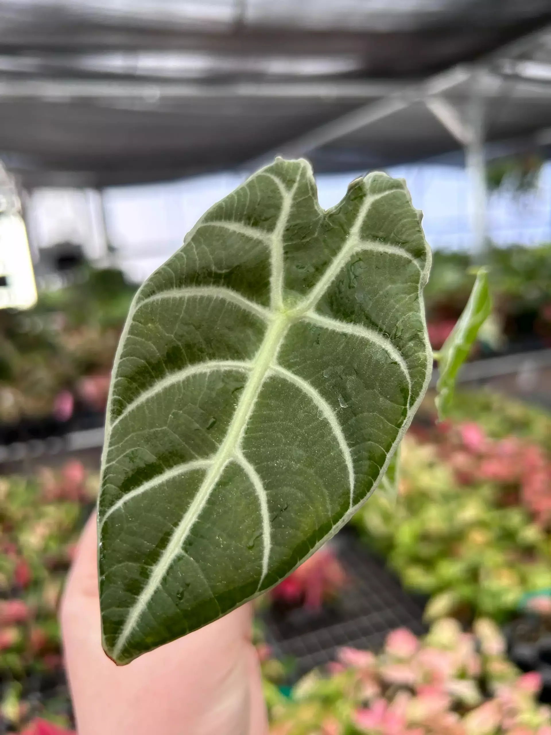 plant/Alocasia Watsoniana Glossy Starter Plant Growers Choice P1-0