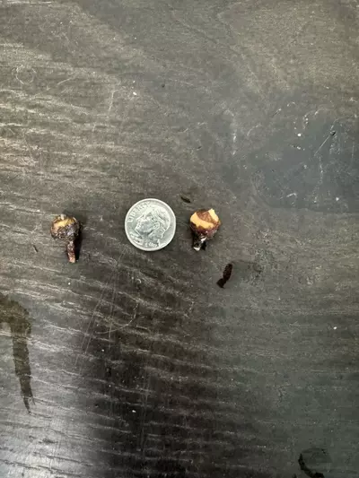 plant/Alocasia Regal Shield “Blue Jeans” corm-1-thumbnail