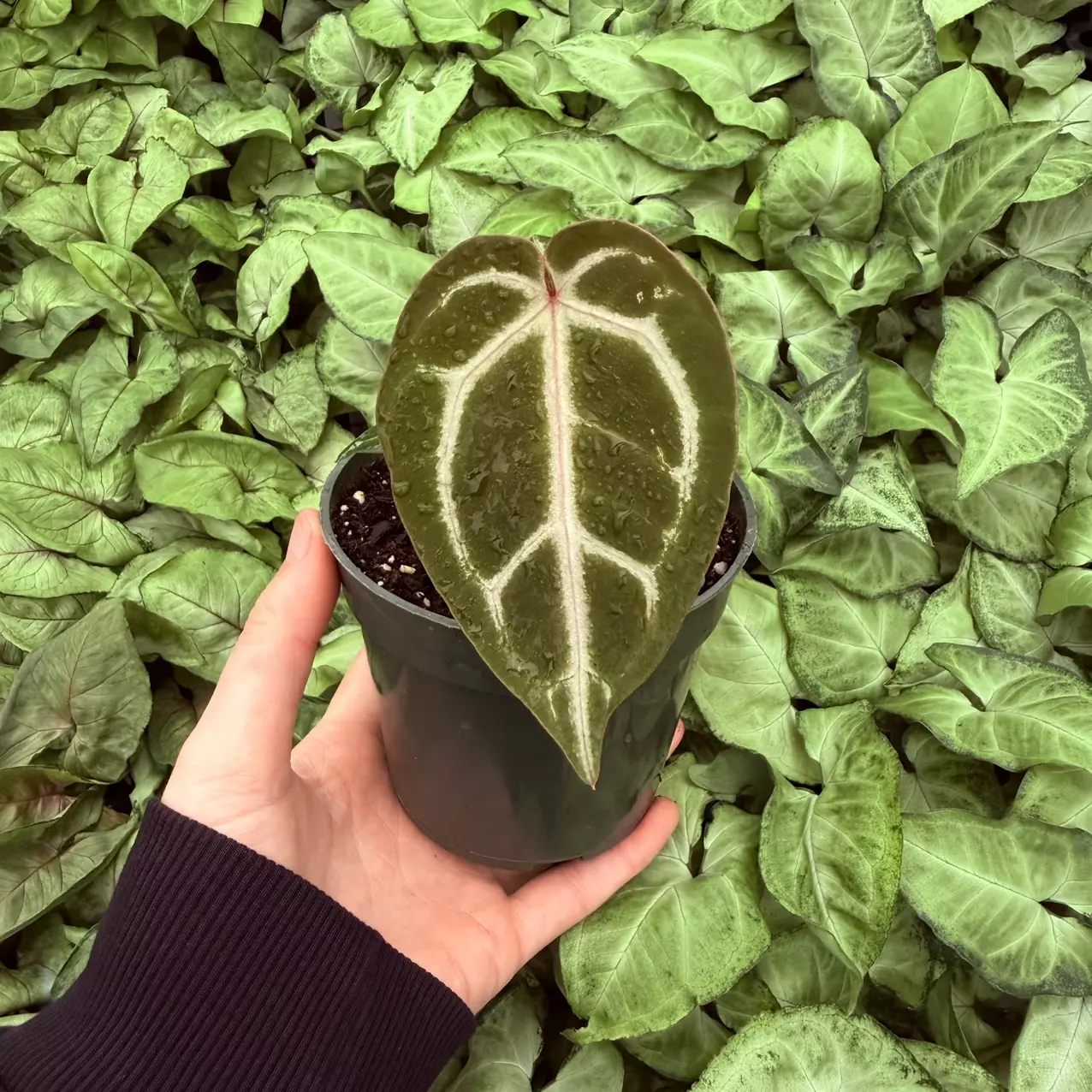 plant/Anthurium Wonderboy x Fairchild Tropical Gardens 4” pot Growers Choice-5