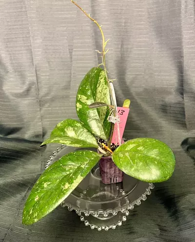 plant/013.  H. patchalarwalai seedling selection-0-thumbnail