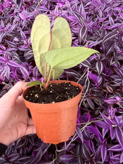 plant/Anthurium KOS Hybrid 4” pot Growers Choice-2-thumbnail