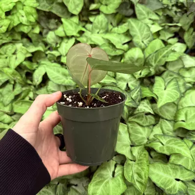 plant/Anthurium Wonderboy x Fairchild Tropical Gardens 4” pot Growers Choice-3-thumbnail