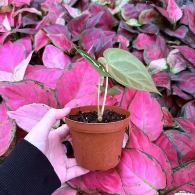 plant/Anthurium Crystallinum Cracklin Veins x Magnificum 4” pot Growers Choice-3-thumbnail