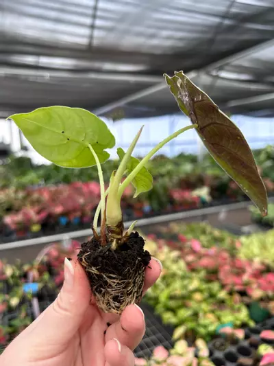 plant/Alocasia Watsoniana Glossy Starter Plant Growers Choice P1-7-thumbnail