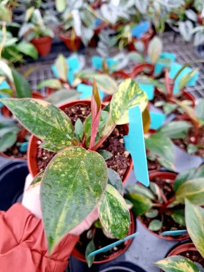 plant/Philodendron Rojo Congo Variegated 4" pot-4-thumbnail