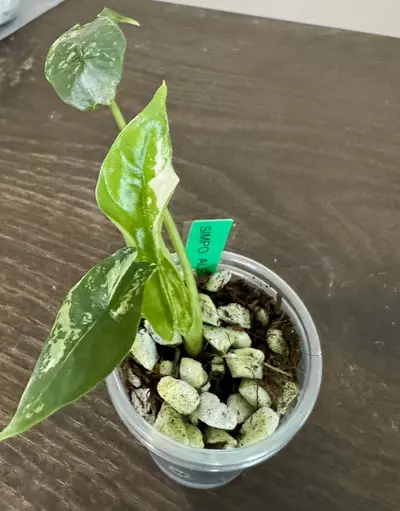 plant/Alocasia Simpo Albo-0-thumbnail