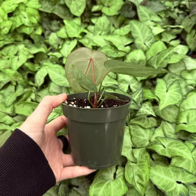 plant/Anthurium Wonderboy x Fairchild Tropical Gardens 4” pot Growers Choice-2-thumbnail