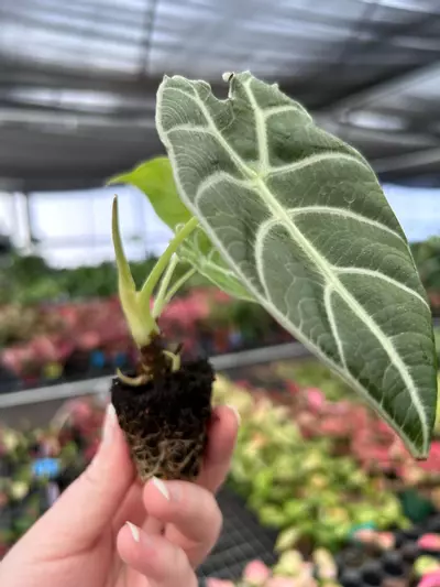 plant/Alocasia Watsoniana Glossy Starter Plant Growers Choice P1-6-thumbnail