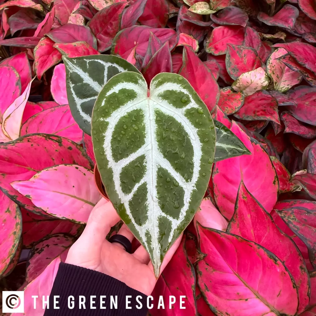 plant/Anthurium Crystallinum Cracklin Veins x Magnificum 4” pot Growers Choice-0