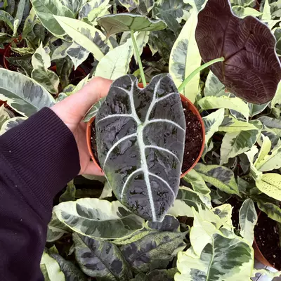 plant/Alocasia Watsoniana Glossy 4” Pot Growers Choice-1-thumbnail