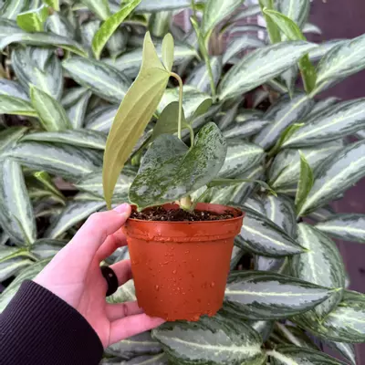 plant/Anthurium Sp. Napo 4” pot Growers Choice-3-thumbnail