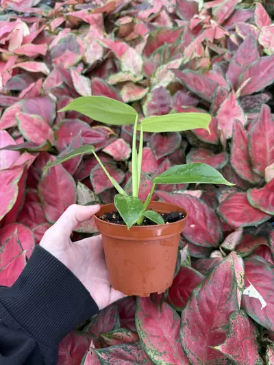 plant/Philodendron Pittieri 4” Pot Growers Choice-4-thumbnail