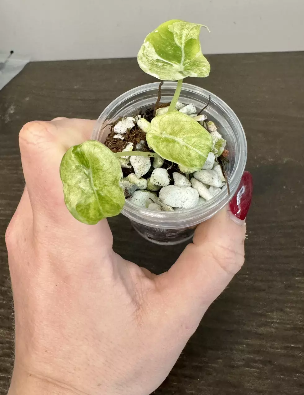 plant/Alocasia Watsoniana Glossy Variegated-1