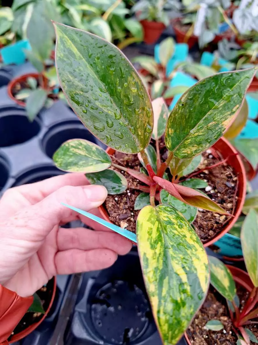 plant/Philodendron Rojo Congo Variegated 4" pot-6