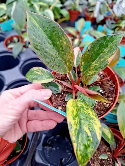 plant/Philodendron Rojo Congo Variegated 4" pot-6-thumbnail