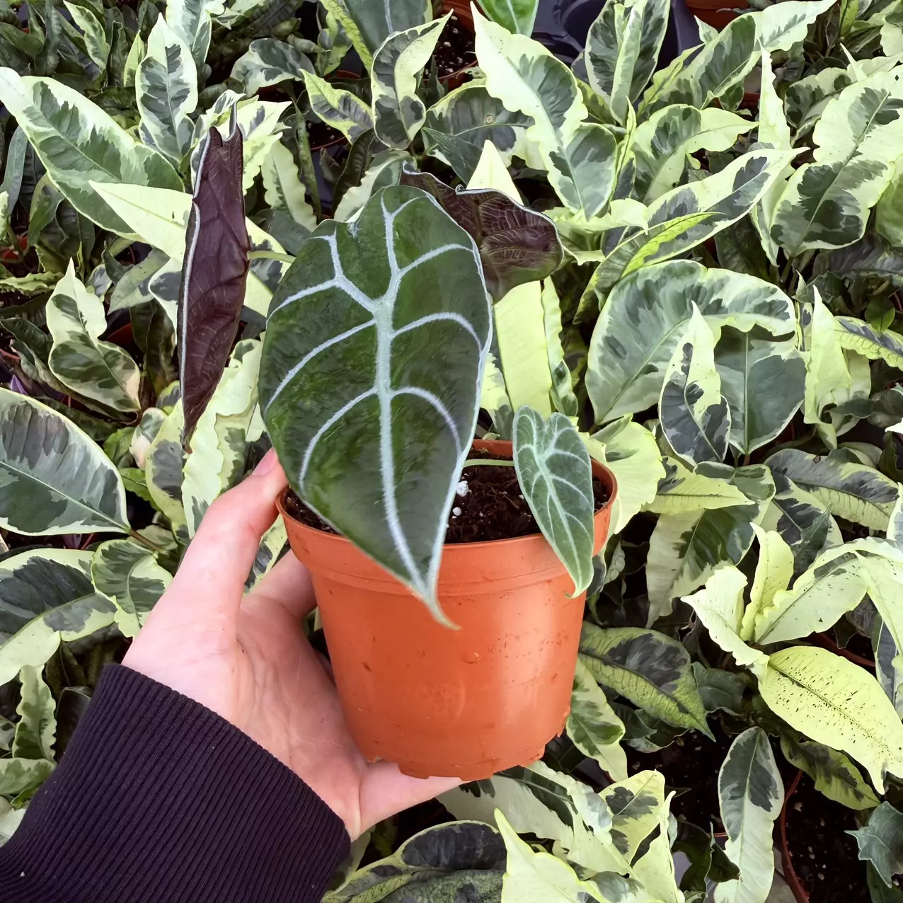 plant/Alocasia Watsoniana Glossy 4” Pot Growers Choice-6