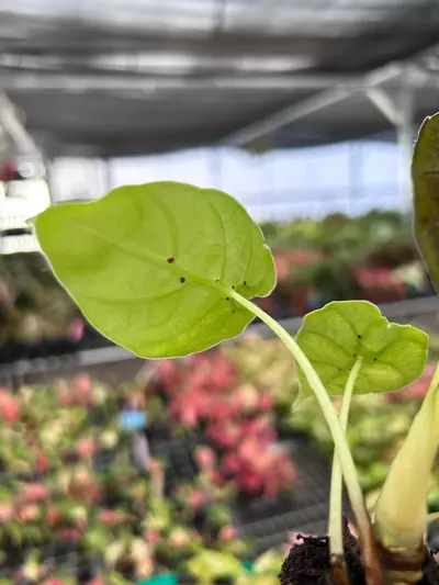 plant/Alocasia Watsoniana Glossy Starter Plant Growers Choice P1-8-thumbnail