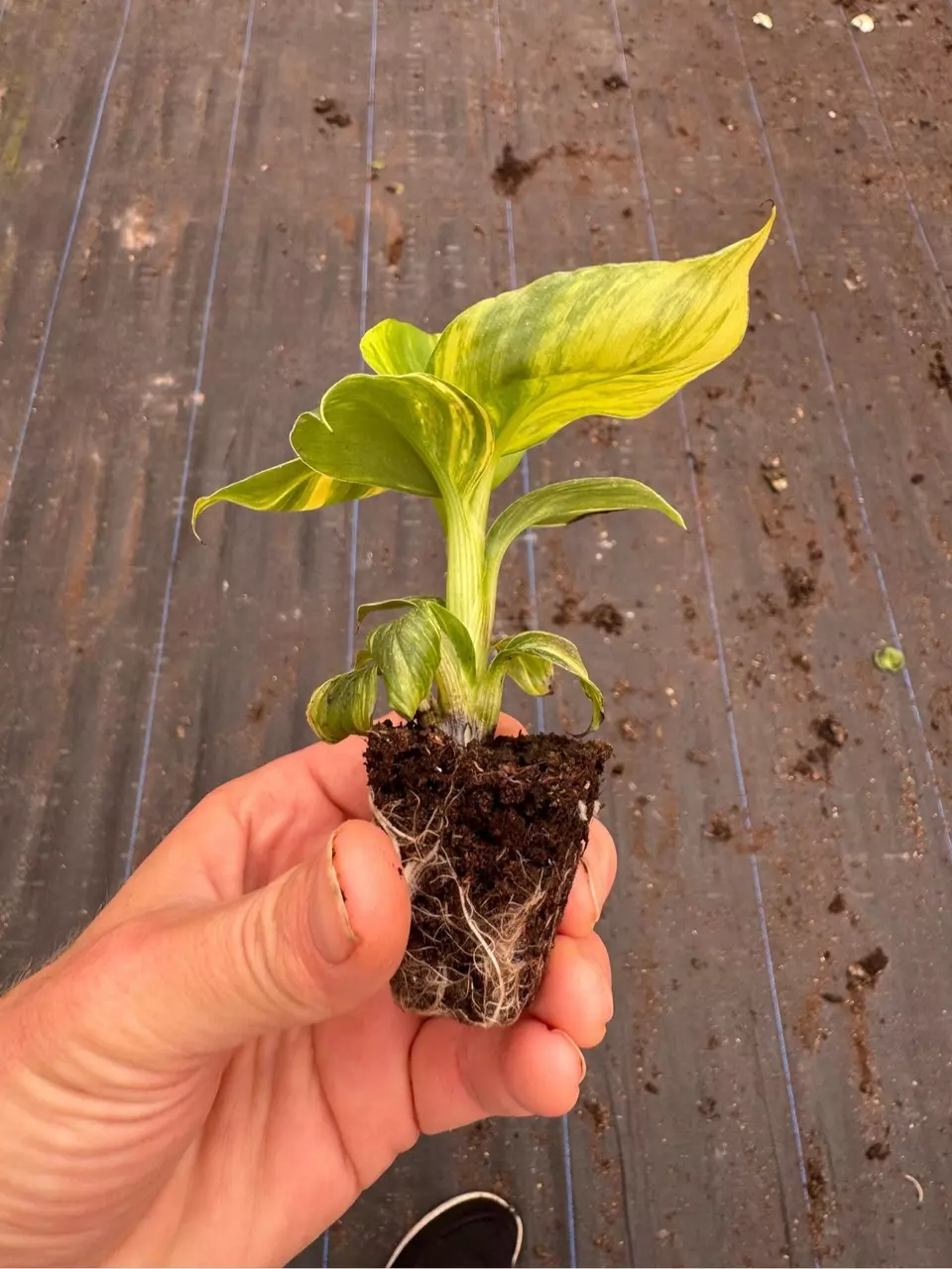 plant/Musa aurea dwarf cavendish banana starter plant growers choice-4