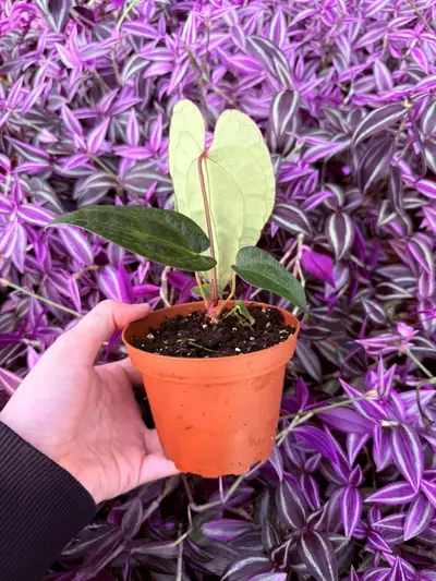 plant/Anthurium KOS Hybrid 4” pot Growers Choice-3-thumbnail