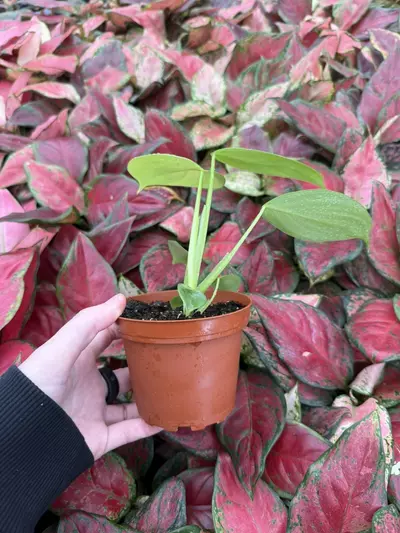 plant/Philodendron Pittieri 4” Pot Growers Choice-2-thumbnail