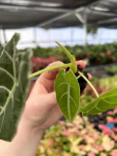 plant/Alocasia Watsoniana Glossy Starter Plant Growers Choice P1-5-thumbnail