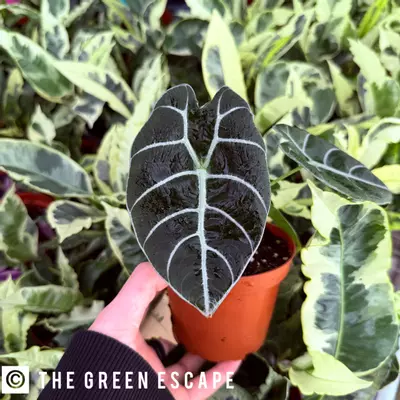 plant/Alocasia Watsoniana Glossy 4” Pot Growers Choice-0-thumbnail